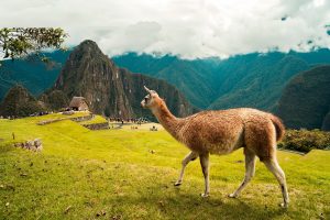 Machu-Pichu-Peru-Lama